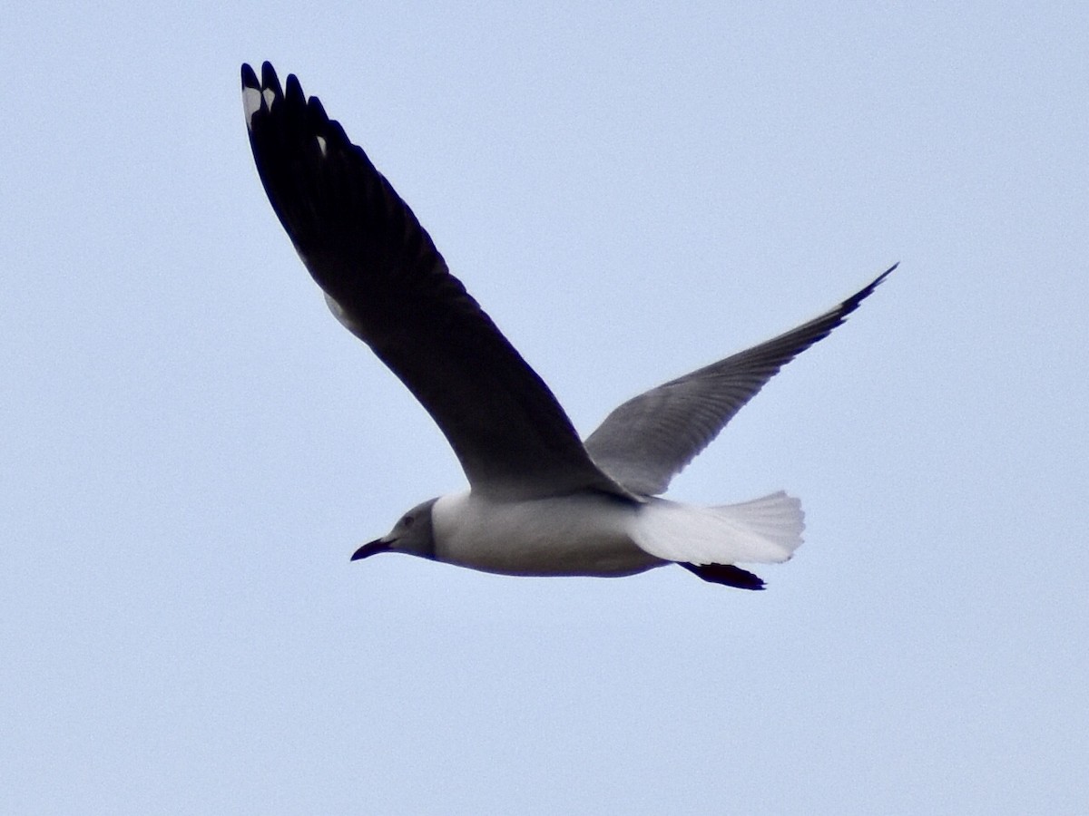 Gray-hooded Gull - ML620563122