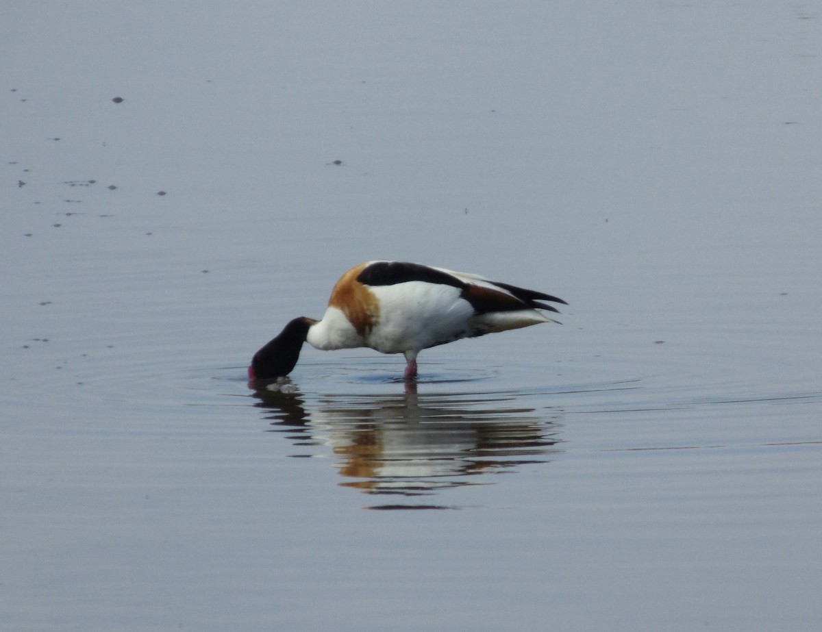 Common Shelduck - ML620563123