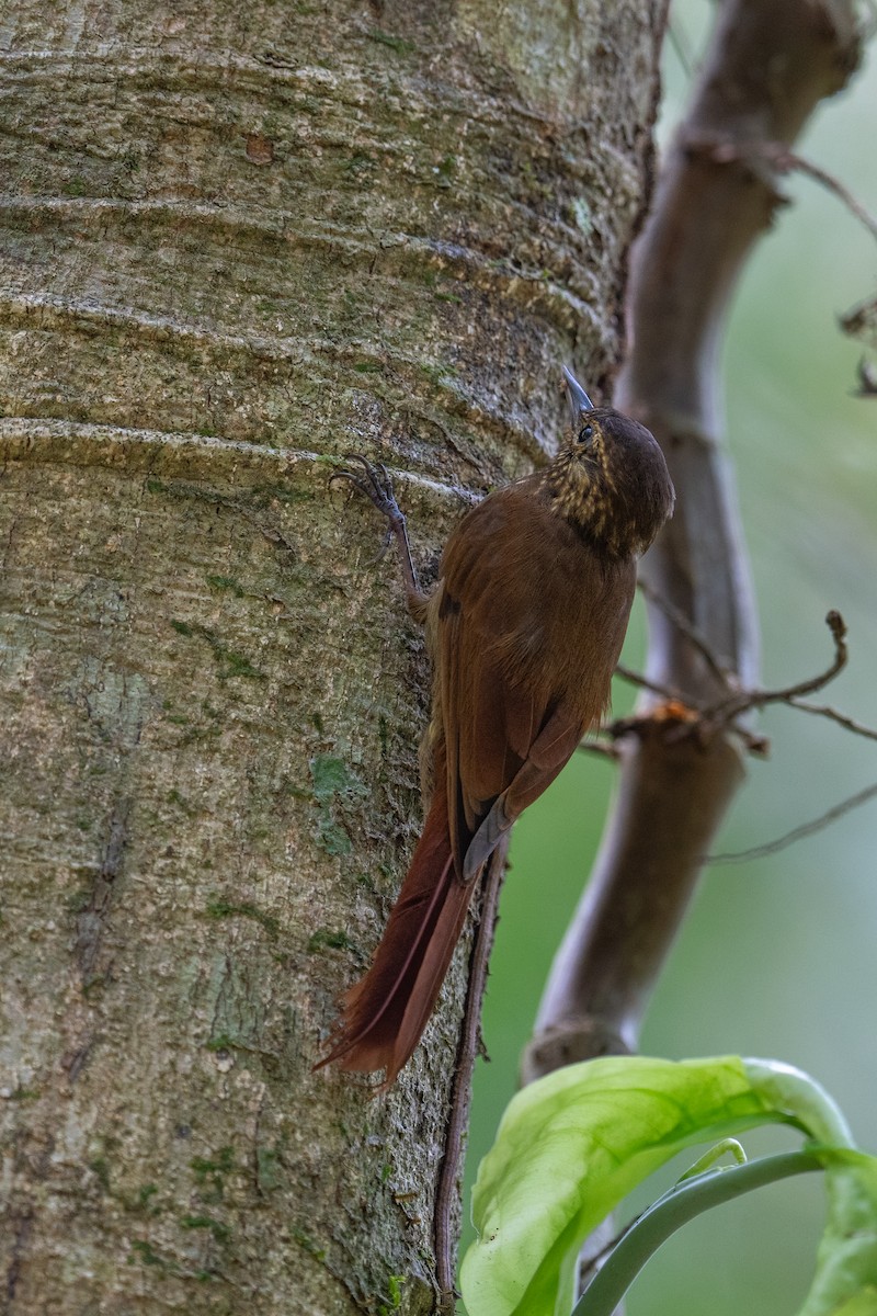 Wedge-billed Woodcreeper - Chandler  Roberts