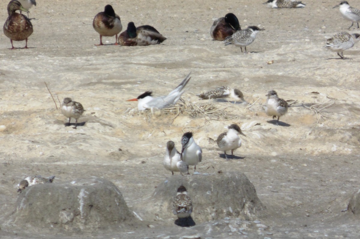 Elegant Tern - Rafa Al