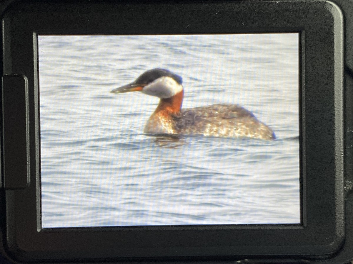 赤頸鸊鷉 - ML620563163