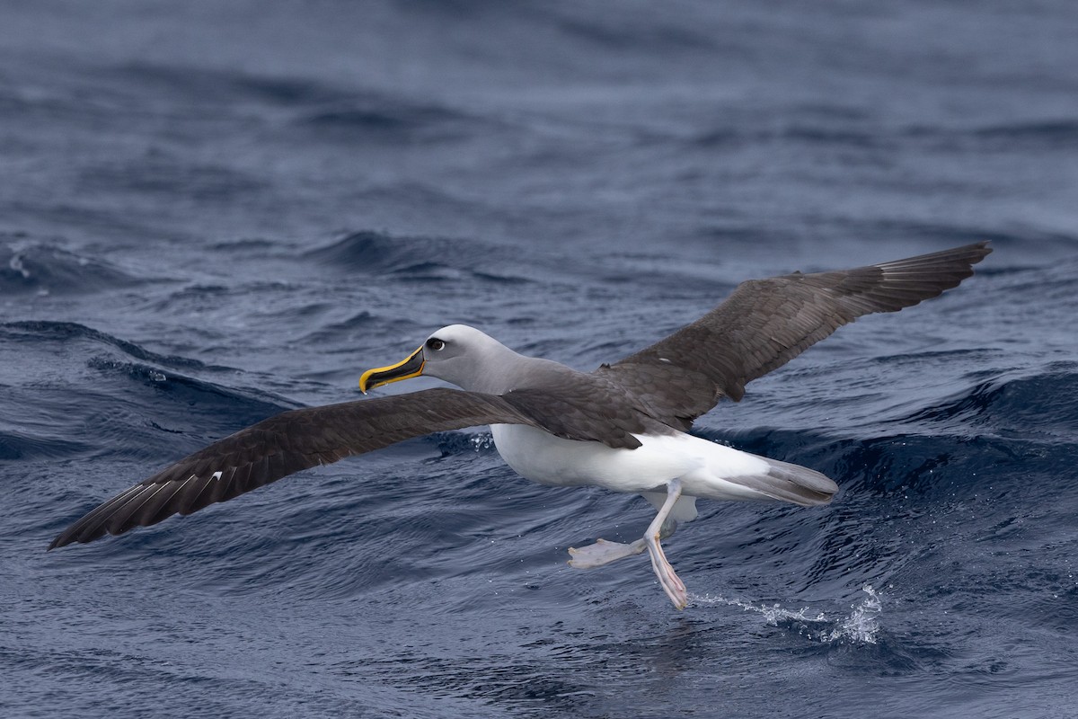 Buller's Albatross - ML620563173