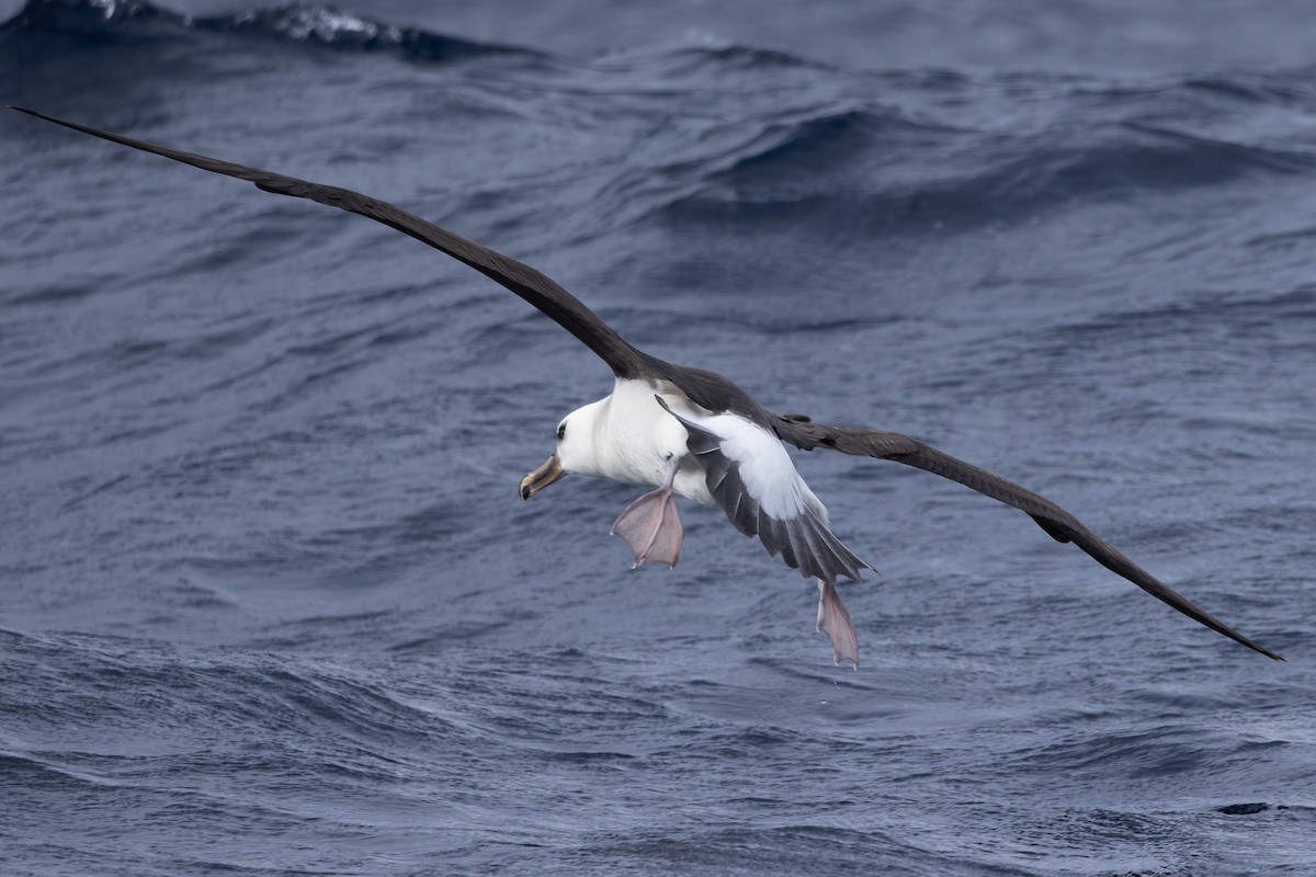 Albatros à sourcils noirs (impavida) - ML620563176