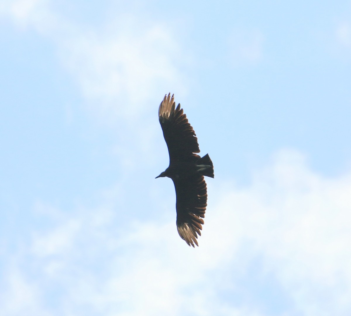 Black Vulture - ML620563183