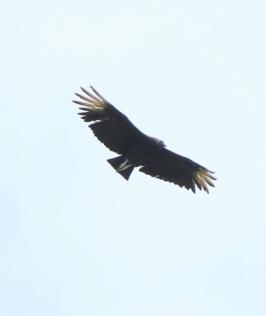 Black Vulture - ML620563185