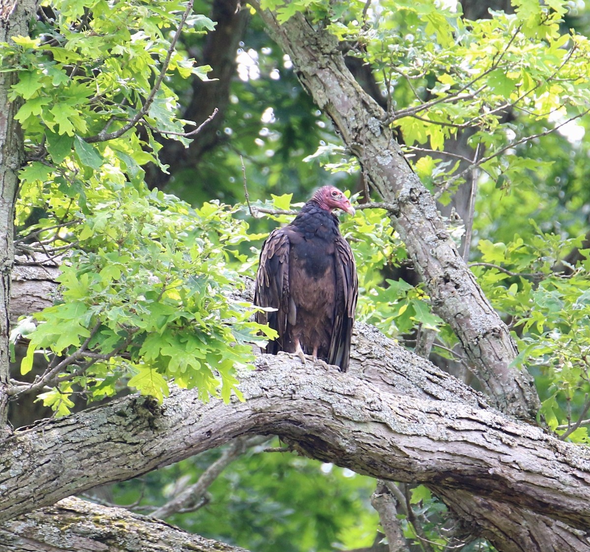 Turkey Vulture (Northern) - ML620563189