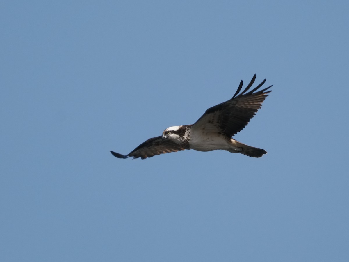 Águila Pescadora - ML620563191