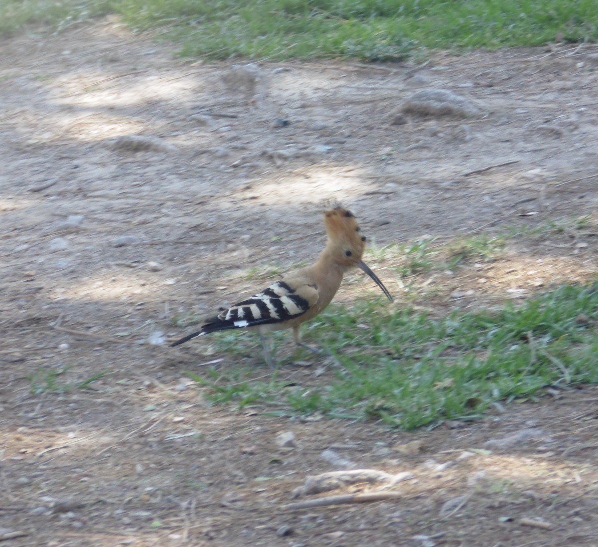 Eurasian Hoopoe - ML620563196