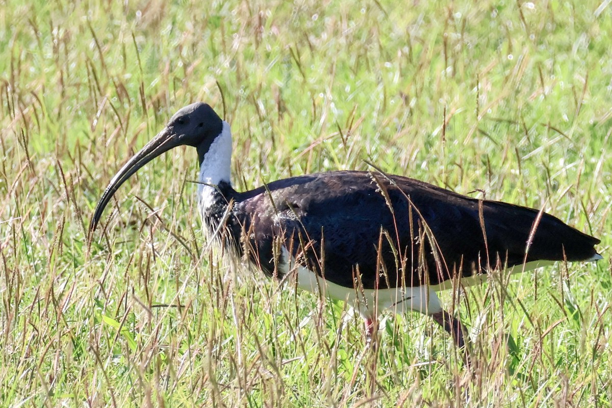 ibis slámokrký - ML620563197