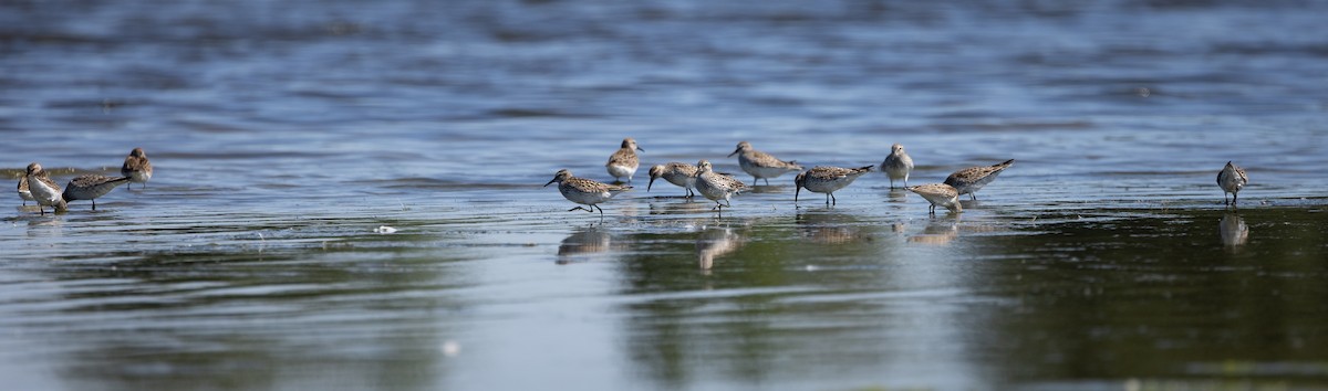 White-rumped Sandpiper - Richard  Davis