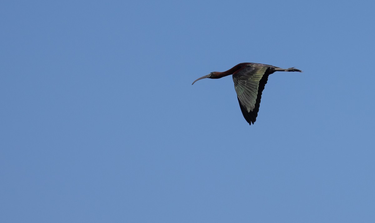 ibis hnědý - ML620563202