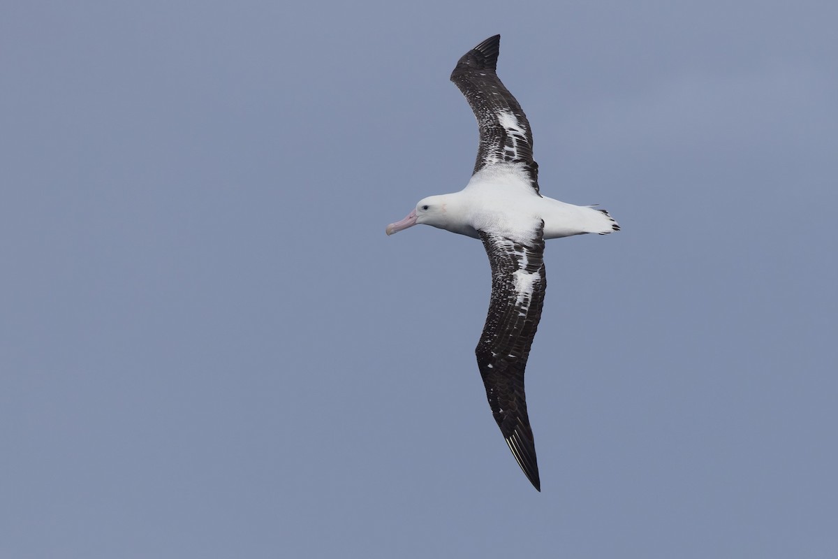 Antipodean Albatross (gibsoni) - ML620563245