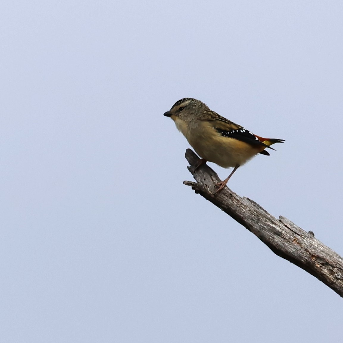 Spotted Pardalote - ML620563254