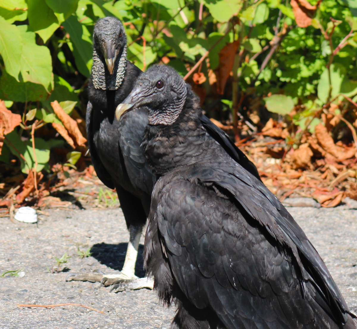 Black Vulture - ML620563265