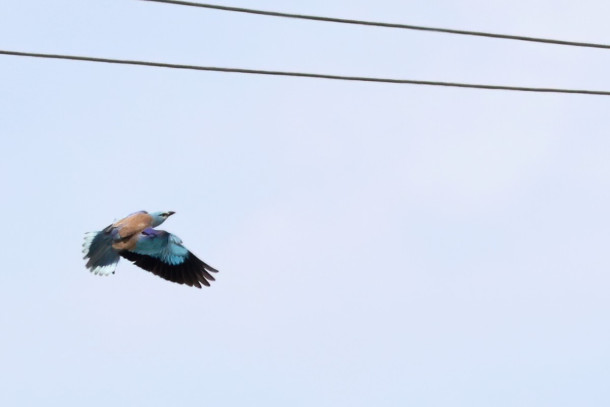 European Roller - ML620563277