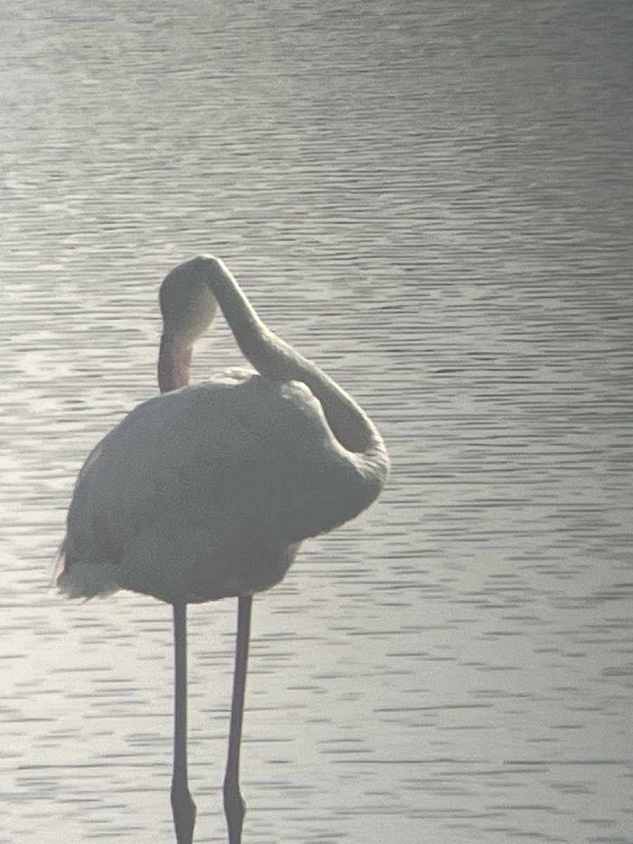 Greater Flamingo - ML620563284