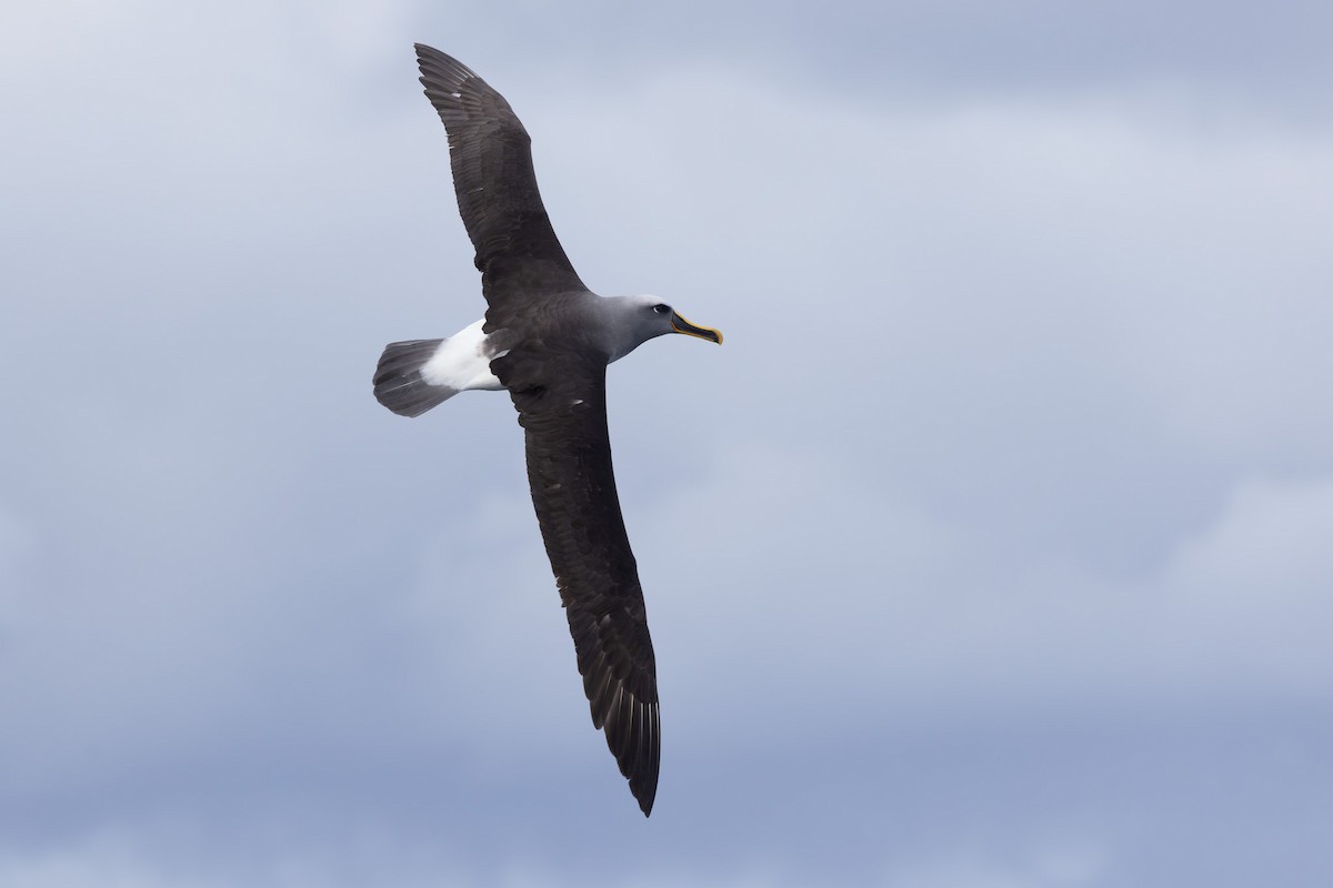 Buller's Albatross - ML620563285