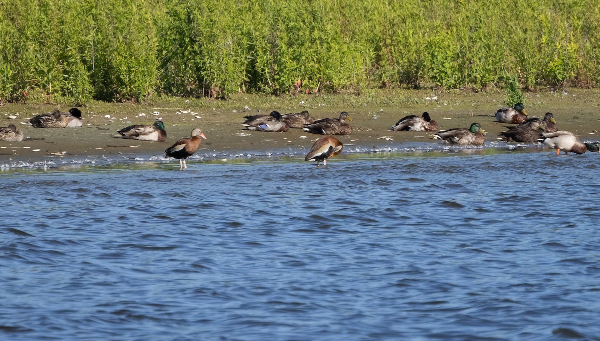 Dendrocygne à ventre noir - ML620563286