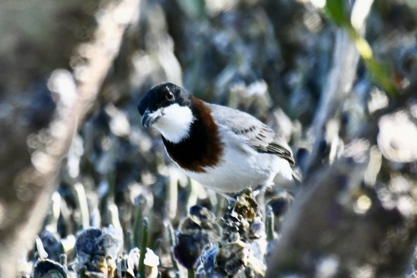 White-breasted Whistler - ML620563291