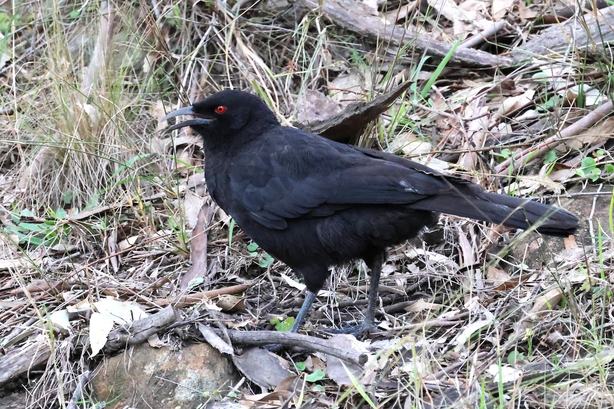 White-winged Chough - ML620563292