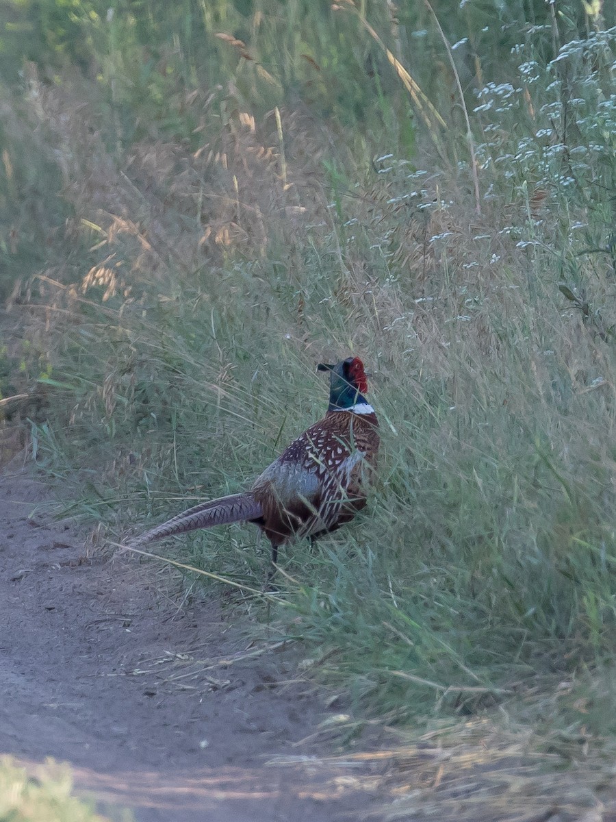 Ring-necked Pheasant - ML620563295