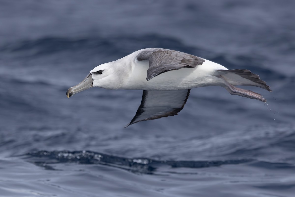 White-capped Albatross - ML620563296