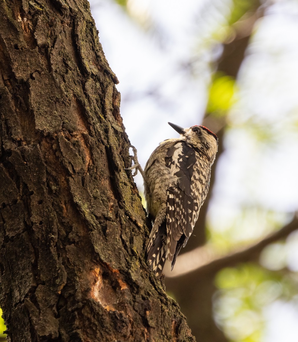 Yellow-bellied Sapsucker - ML620563306