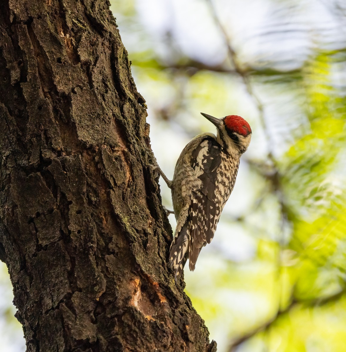 Yellow-bellied Sapsucker - ML620563307