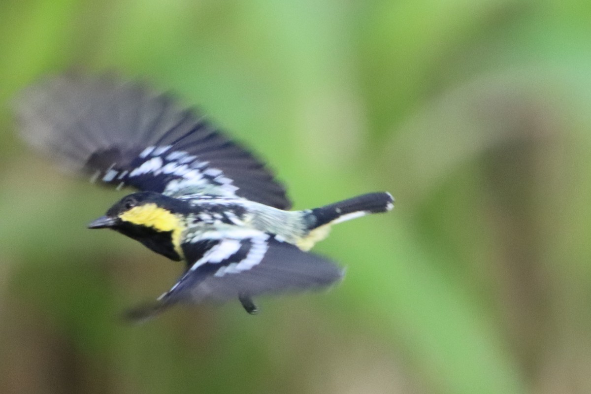 Elegant Tit - ML620563319