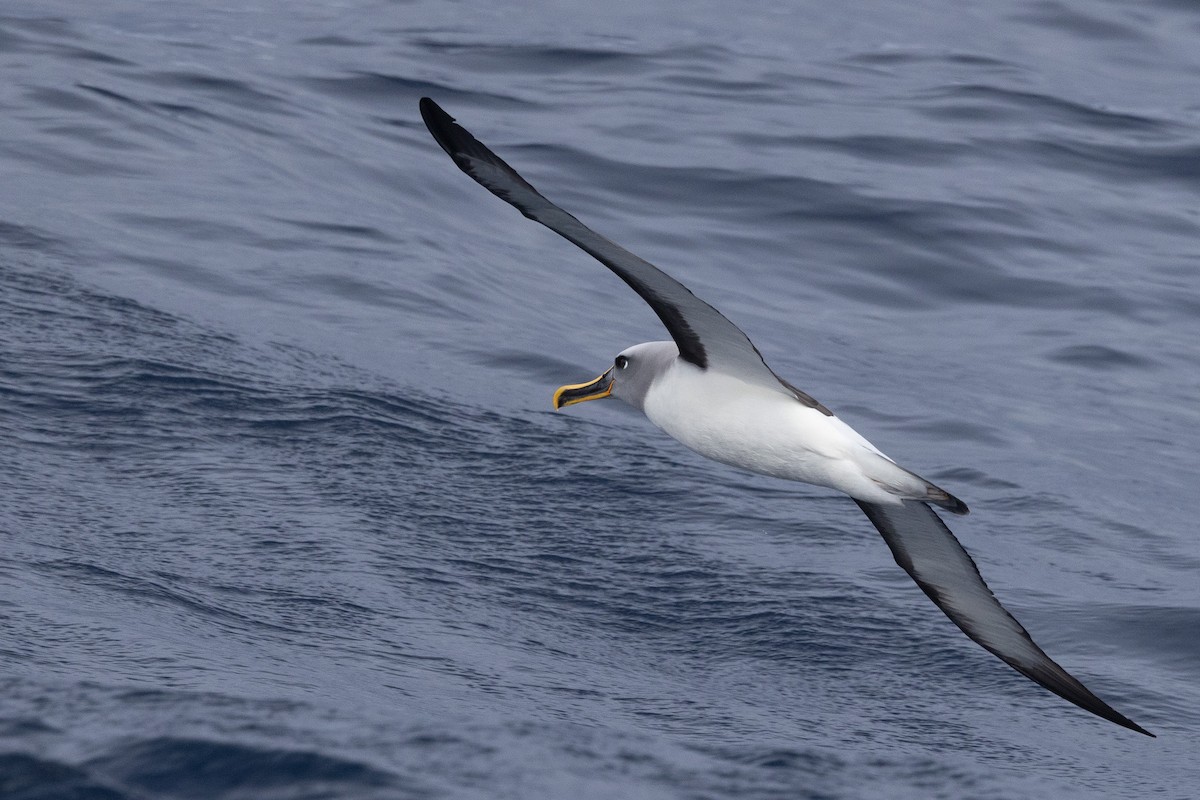 Buller's Albatross - ML620563321