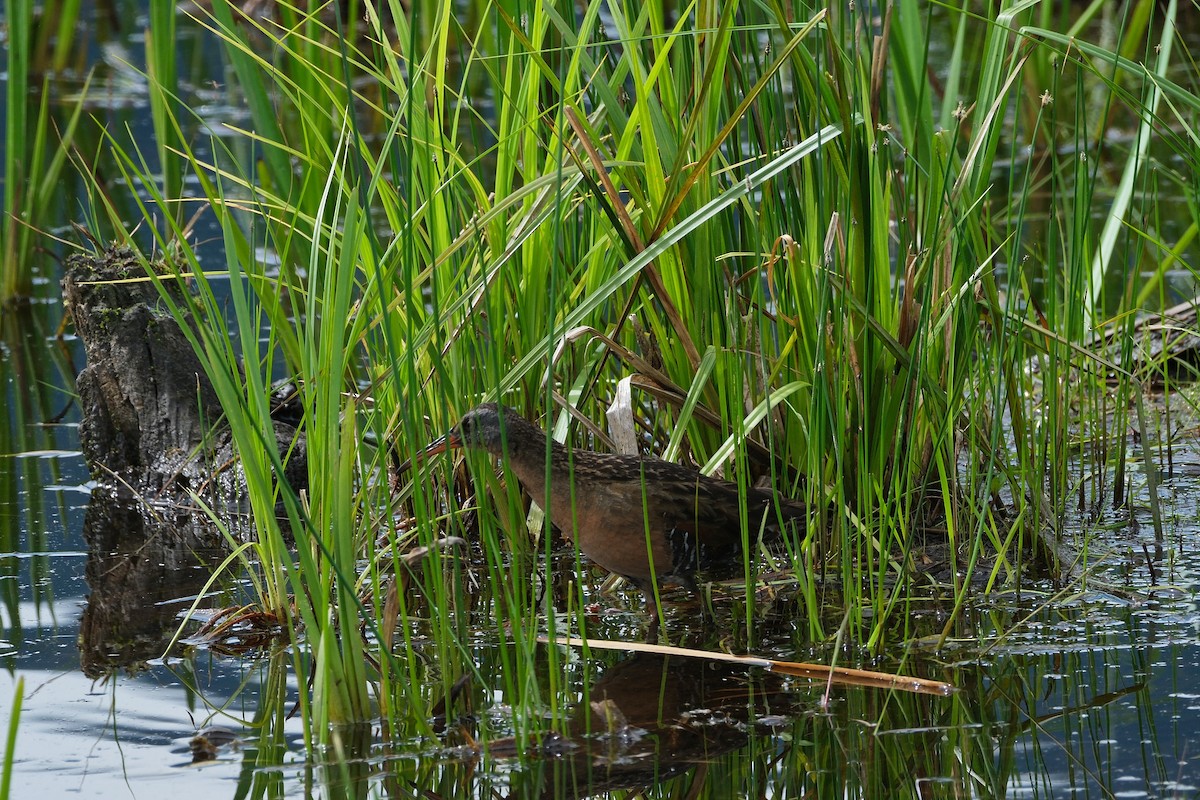 Virginia Rail - ML620563324