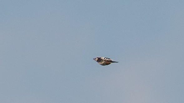 Great Spotted Woodpecker - ML620563326