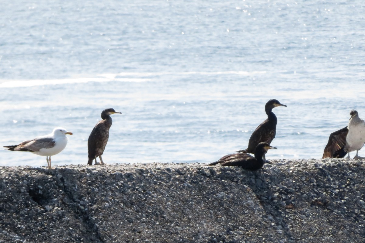 Cormorán Moñudo - ML620563329