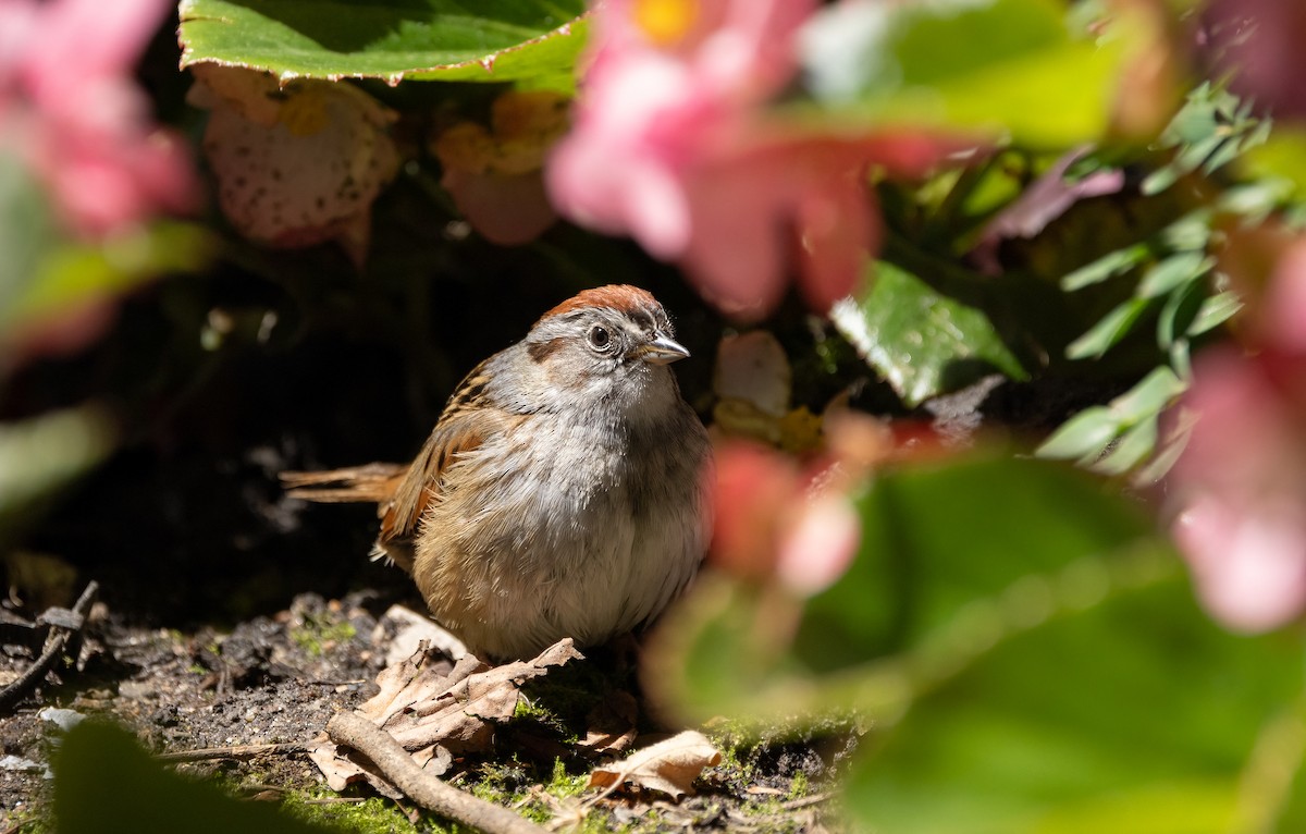 Swamp Sparrow - ML620563331