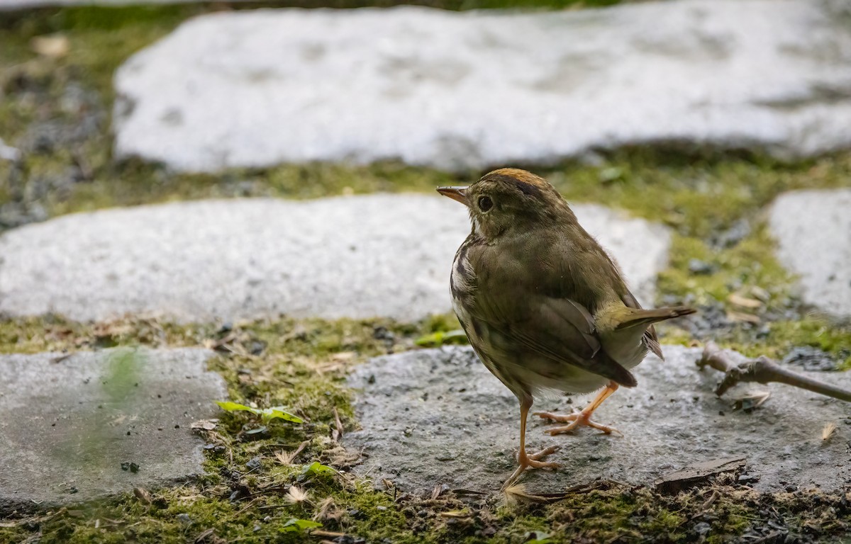 Ovenbird - ML620563336