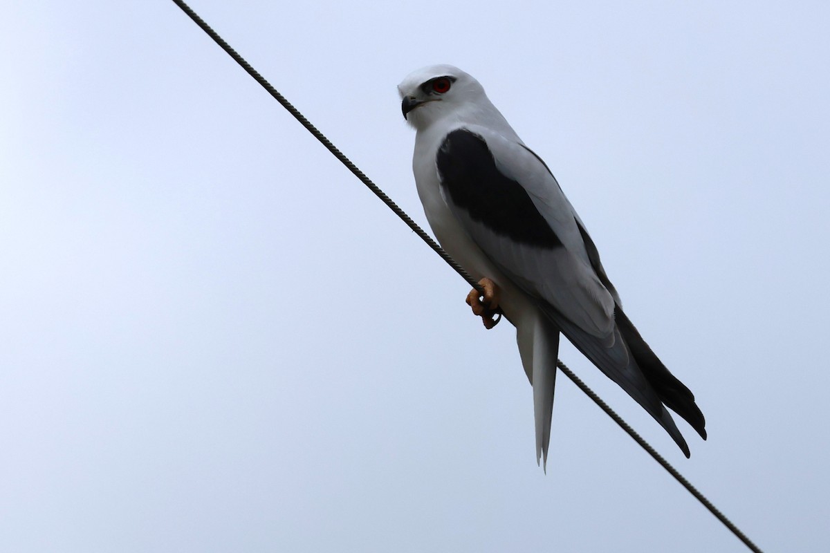 Black-shouldered Kite - ML620563337