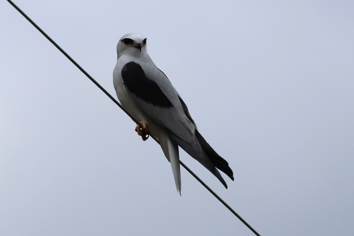 Black-shouldered Kite - ML620563338