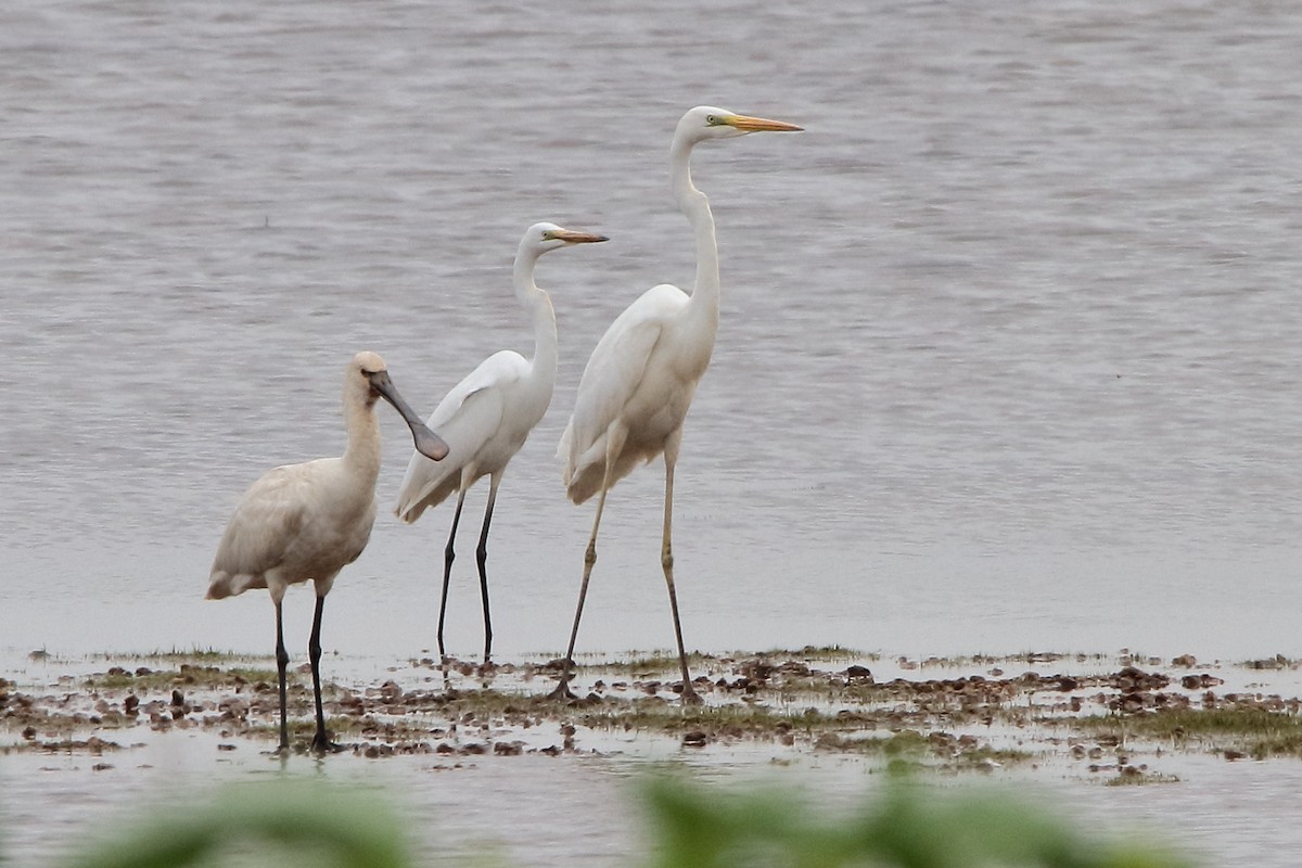 Great Egret (alba) - ML620563341