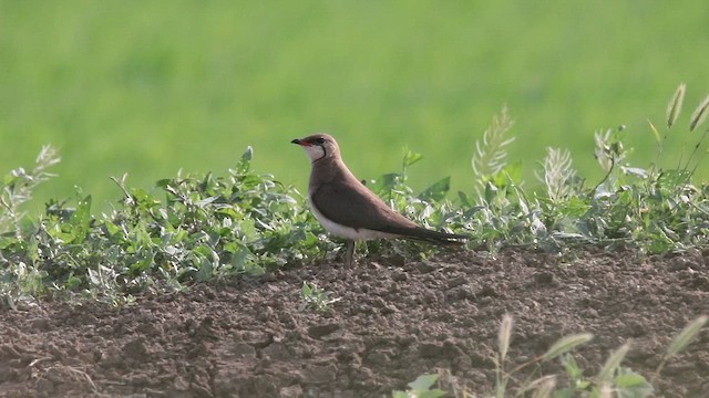 Collared Pratincole - ML620563342