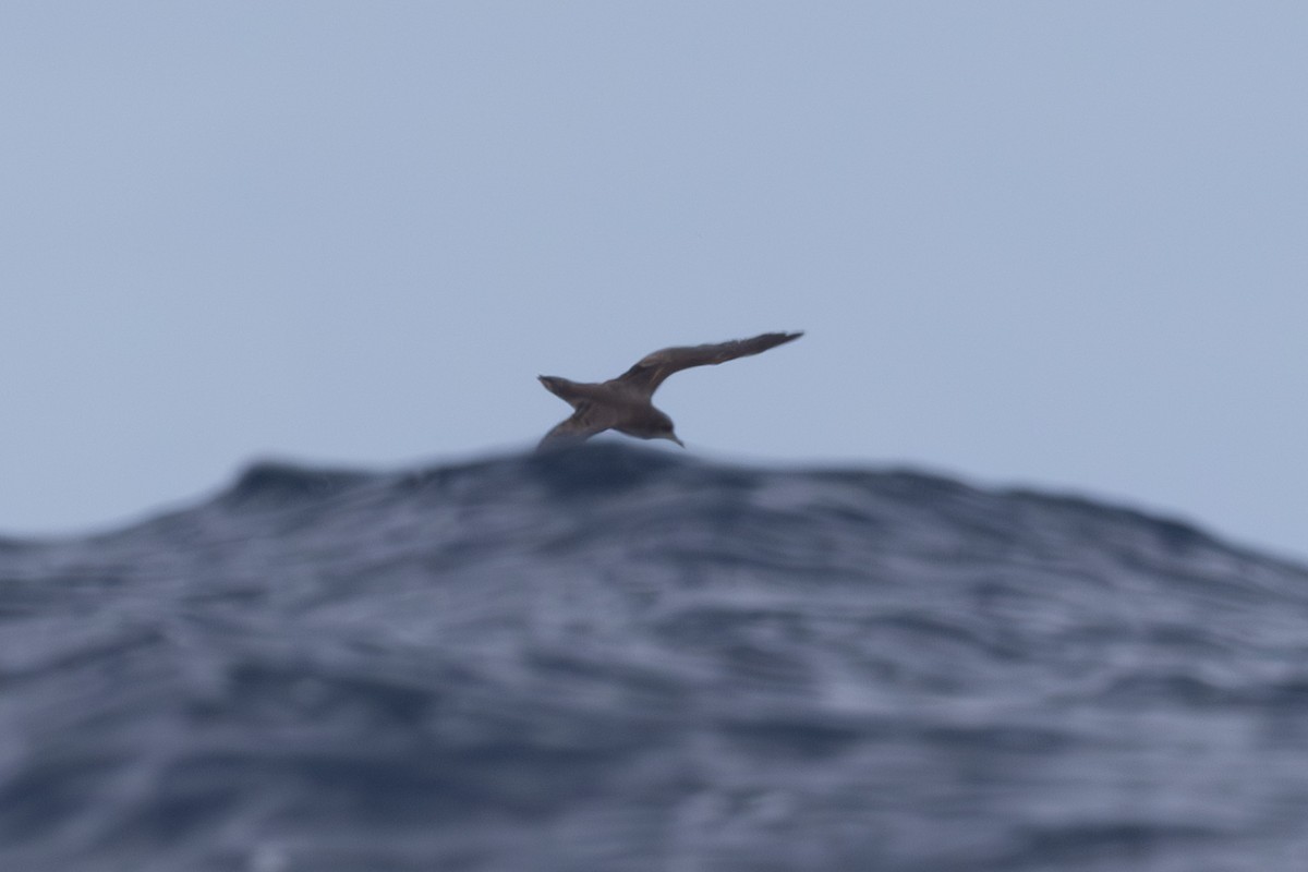 Short-tailed Shearwater - ML620563350