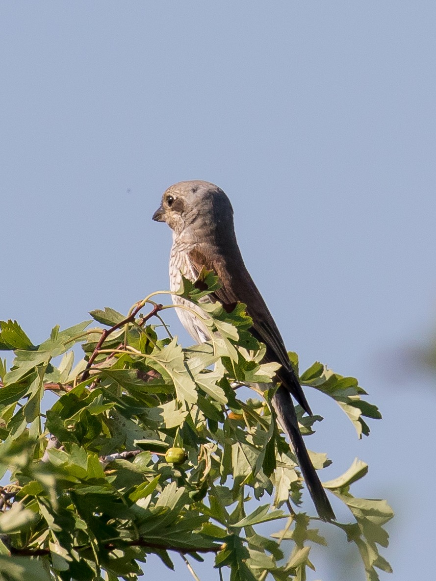 Red-backed Shrike - ML620563351