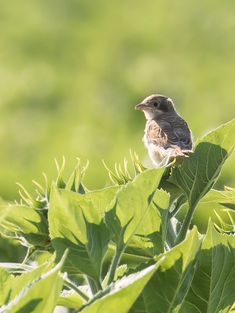 Red-backed Shrike - ML620563352