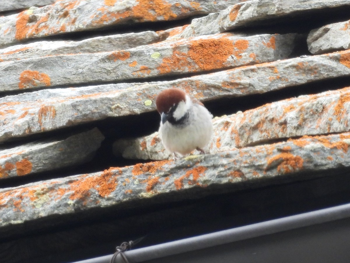 House/Italian Sparrow - ML620563356