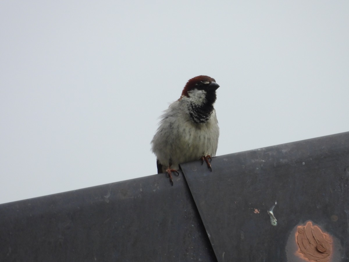 House/Italian Sparrow - ML620563357