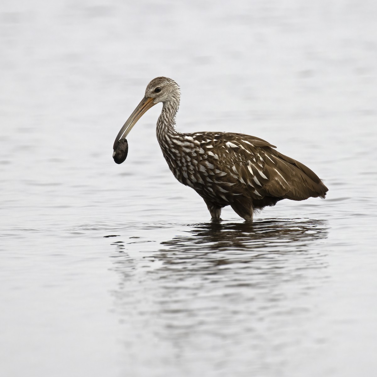 Limpkin - ML620563362