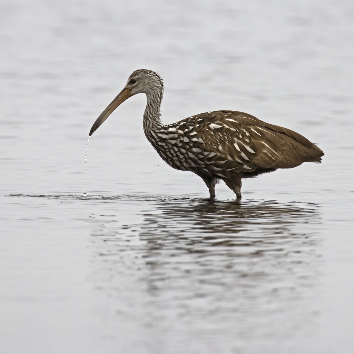 Limpkin - ML620563364