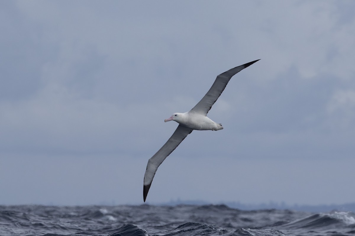 Albatros des Antipodes (gibsoni) - ML620563369