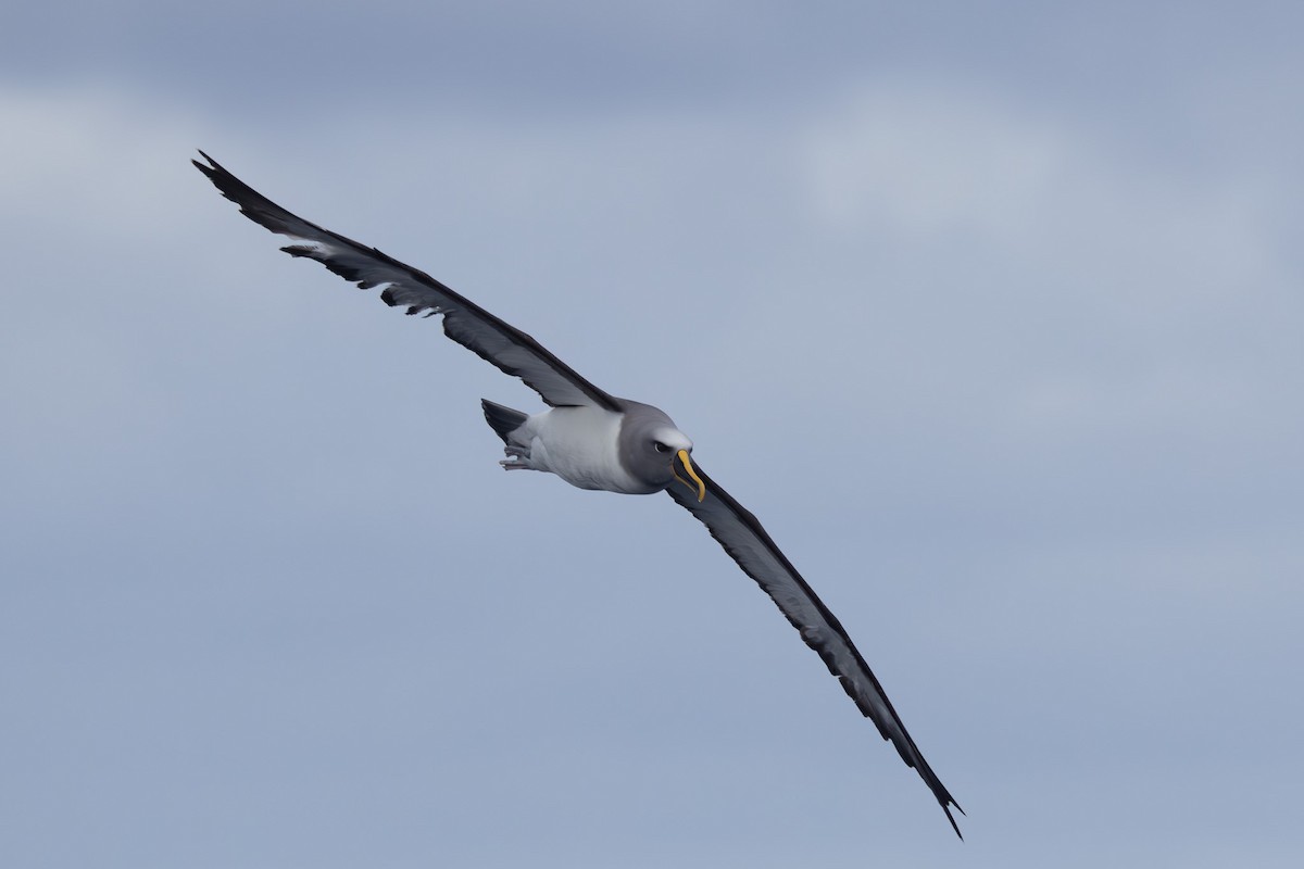 Buller's Albatross - ML620563376