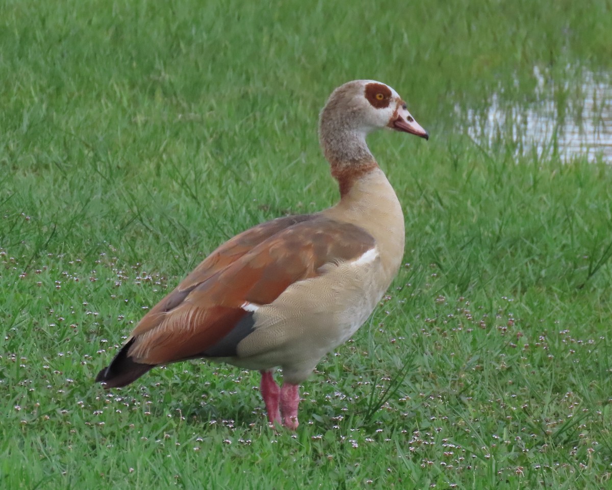 Egyptian Goose - ML620563383