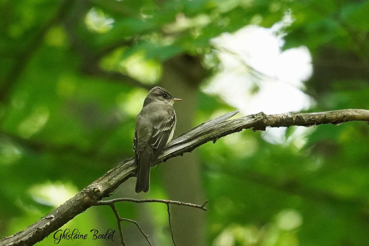 Eastern Wood-Pewee - ML620563385